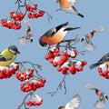 Titmouse, bullfinches and mountain ash. Vector illustration on a blue background. Royalty Free Stock Photo