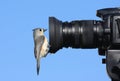 Titmouse on a Camera