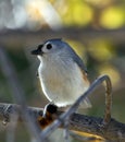 Titmouse and Caterpillar