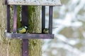 Forest birds live near the feeders in winter Royalty Free Stock Photo