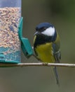 Titmouse eating from a feeding tube yellow bird