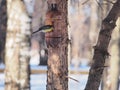 Titmouse eating seeds from the feeders. The feeder is made of a