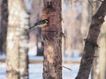 Titmouse eating seeds from the feeders. The feeder is made of a