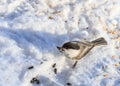 Titmouse, eating sunflower seeds in the winter on snow