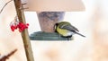 The titmouse eats oat seeds from the bird feeder. Royalty Free Stock Photo