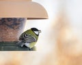 The titmouse eats oat seeds from the bird feeder. Royalty Free Stock Photo