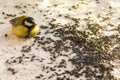 Titmouse eats sunflower seeds in the morning rays of the rising spring sun Royalty Free Stock Photo