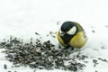 Titmouse eats sunflower seeds on the snow in the winter