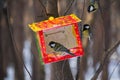 Titmouse and feeder in the park. Birds Royalty Free Stock Photo