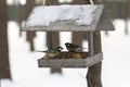 Titmouse and feeder in the winter park Royalty Free Stock Photo