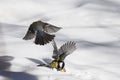 titmouse fighting in the snow for nuts Royalty Free Stock Photo