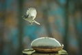 Titmouse in flight in the snow Royalty Free Stock Photo