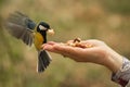 Titmouse in flight takes a whole cashew nut from a woman's hand Royalty Free Stock Photo