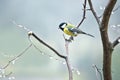 Titmouse in a frost