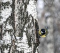 Titmouse looking for food on the trunk of a birch tree in the winter forest