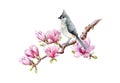 Titmouse on magnolia blooming branch. Watercolor illustration. Tender spring illustration. Tufted titmouse bird in