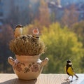 Titmouse, nuthatch, toy Santa Claus, the manger, the window sill. Royalty Free Stock Photo