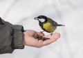 Titmouse on a palm