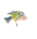 Titmouse (Parus caeruleus) in flight Royalty Free Stock Photo