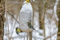 Forest birds live near the feeders in winter Royalty Free Stock Photo