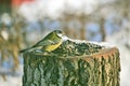 Titmouse pecks seeds on stump Royalty Free Stock Photo