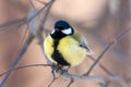 Titmouse on a tree branch