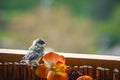 Titmouse is preparing for the first flight Royalty Free Stock Photo