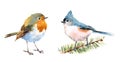 Titmouse and Robin Birds Watercolor Illustration Set Hand Drawn