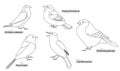 Titmouse, robin, nightingale and other birds living in Europe and America , real latin names. Black lines, contour style.