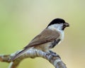 TitmouseÃÂ´s dubbel catch (Parus_palustris)