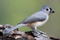 Tufted Titmouse with a Seed