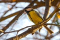 Titmouse is singing on a branch.