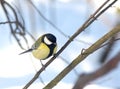 The titmouse sits on a branch