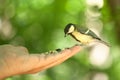 Titmouse sits on a hand
