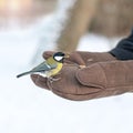 titmouse sits on hand, feeding wintering birds in frost in the park