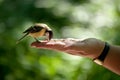 titmouse sits on a hand
