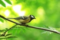 The titmouse sits on a tree branch.