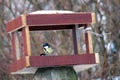 Titmouse sits in the trough in winter. Feeder for hungry birds. Tits in the trough covered with snow