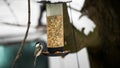 Titmouse sitting on bird feeder with seeds in winter time