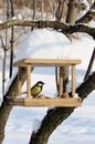 Titmouse is sitting on bird-feeder in winter