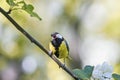 Titmouse sitting on a blooming branch of Apple tree in spring on a Sunny day