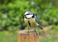 Titmouse sitting on a log