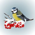 Titmouse sitting on snowcovered branch of mountain ash. Winter nature. Vector illustration Royalty Free Stock Photo