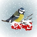 Titmouse sitting on snowcovered branch of mountain ash. Winter nature. Vector illustration Royalty Free Stock Photo