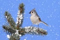 Titmouse in Snow Royalty Free Stock Photo