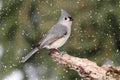 Titmouse in Snow Royalty Free Stock Photo