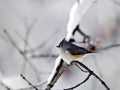 Titmouse With Snow Royalty Free Stock Photo