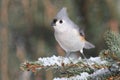 Titmouse in Snow Royalty Free Stock Photo