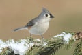 Titmouse in Snow