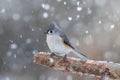 Titmouse in Snow Royalty Free Stock Photo